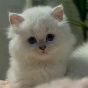 British Longhair - Machito